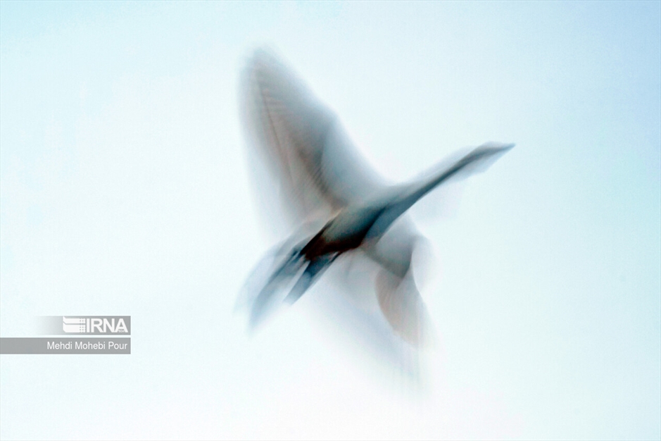 قوهای مهاجر در تالاب سرخ رود