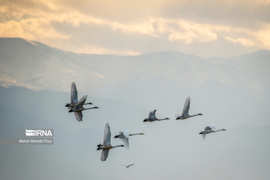 قوهای مهاجر در تالاب سرخ رود