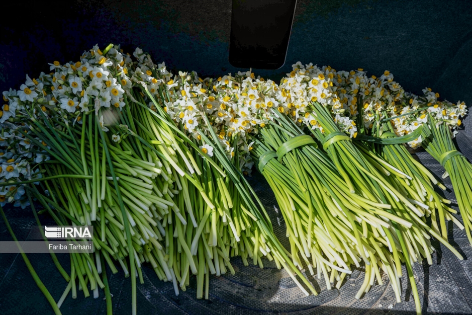 نذر گل نرگس