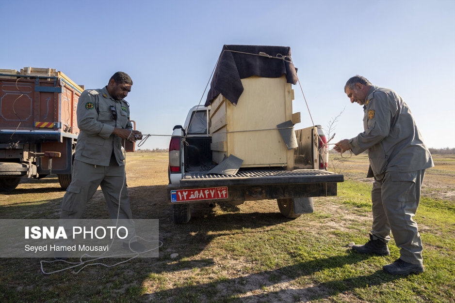 رهاسازی ۱۰ راس گوزن زرد ایرانی در پارک ملی دز
