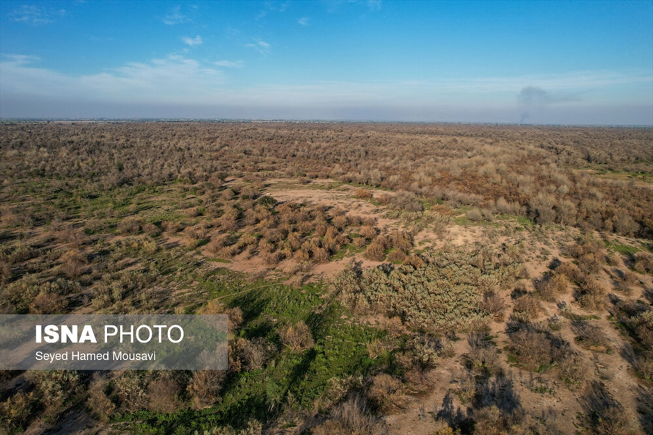 رهاسازی ۱۰ راس گوزن زرد ایرانی در پارک ملی دز