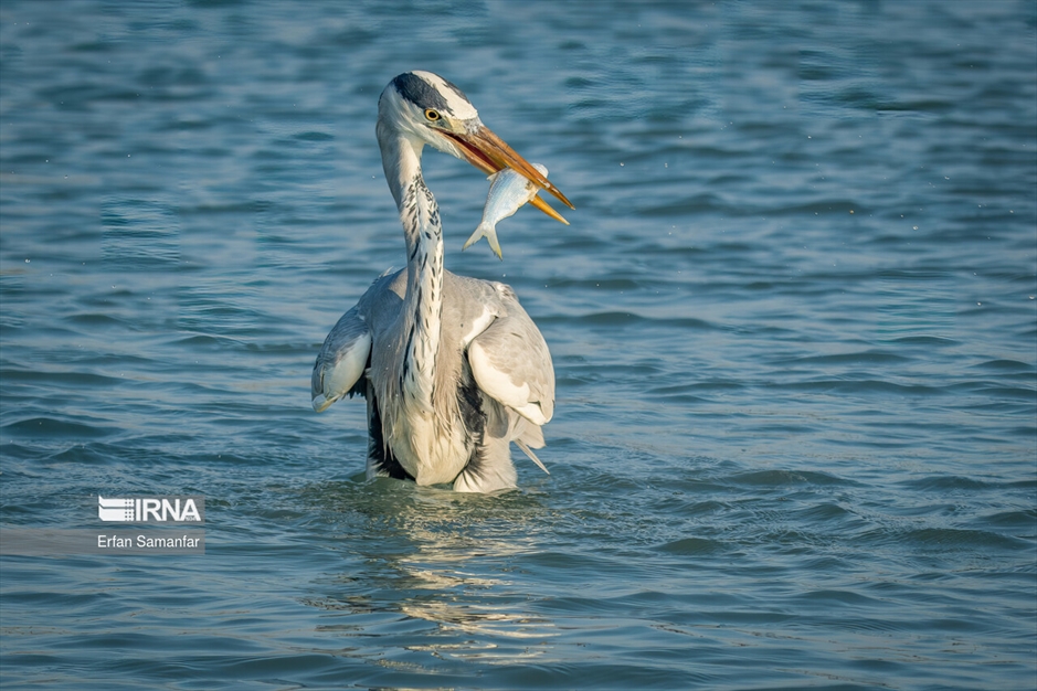 شکارچیان تالاب