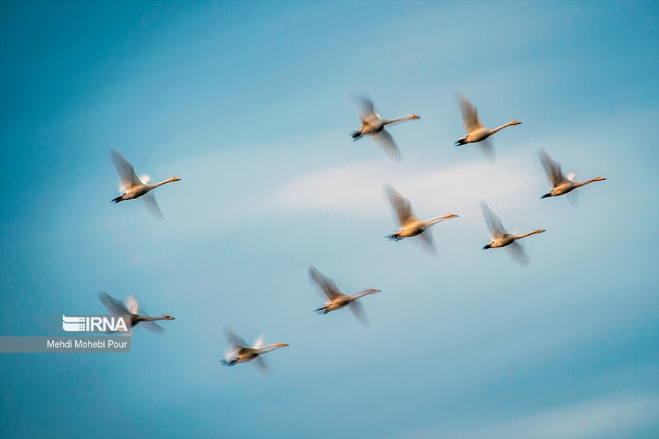 قوهای مهاجر در تالاب سرخ رود