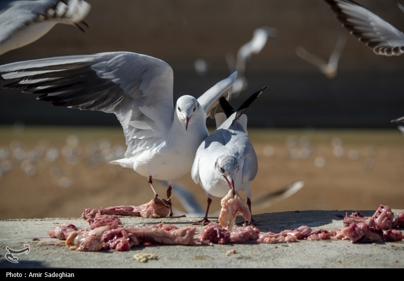 مرغان کاکایی در نهر اعظم شیراز