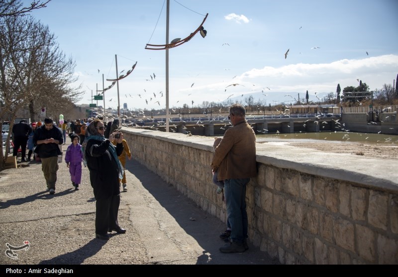 مرغان کاکایی در نهر اعظم شیراز