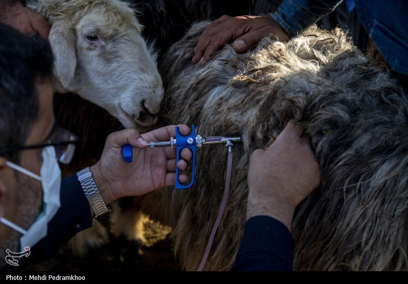 واکسیناسیون دام های عشایری -اهواز