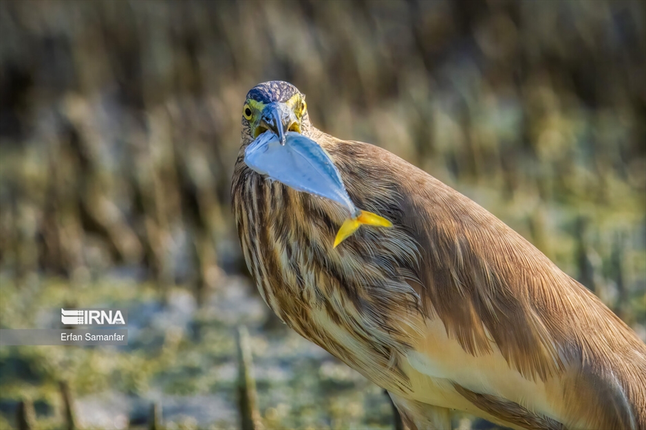 شکارچیان تالاب