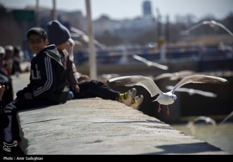 مرغان کاکایی در نهر اعظم شیراز