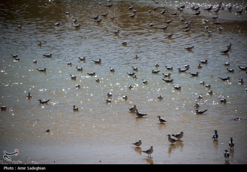 مرغان کاکایی در نهر اعظم شیراز