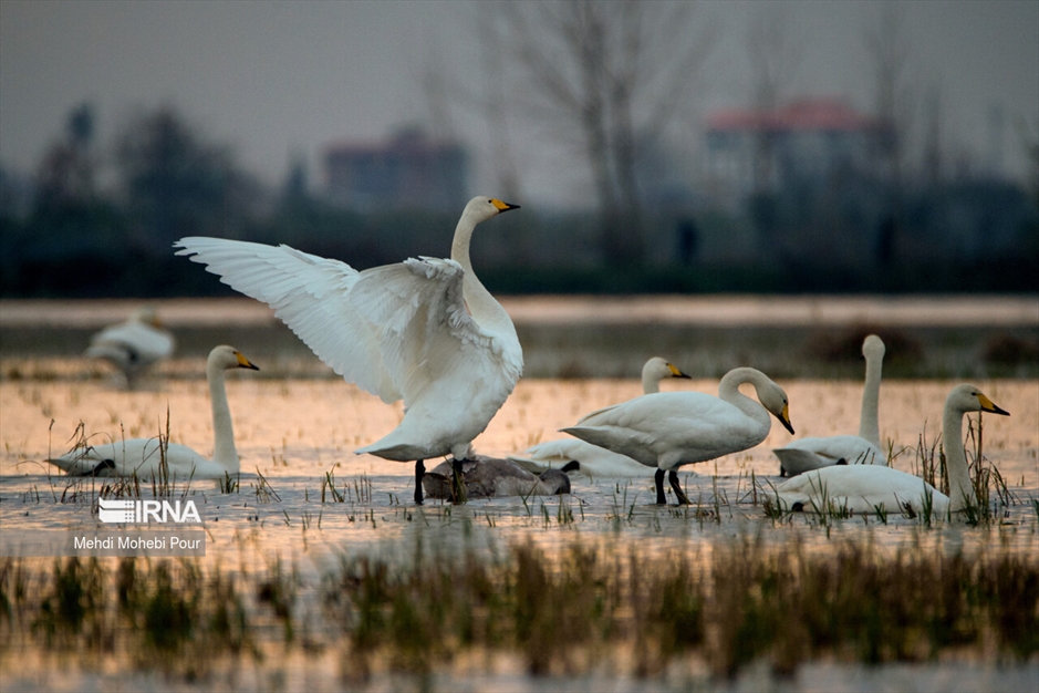 قوهای مهاجر در تالاب سرخ رود