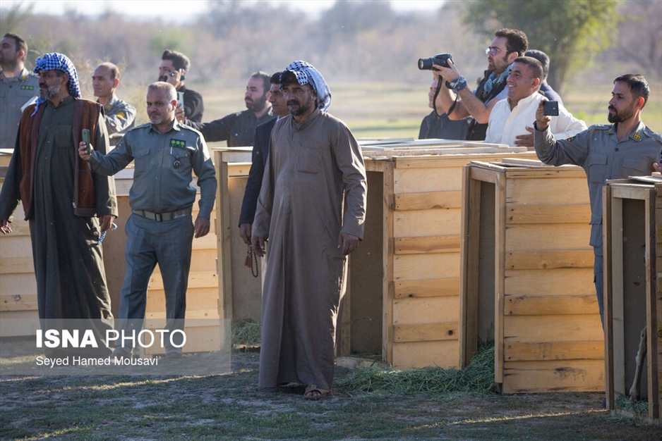 رهاسازی ۱۰ راس گوزن زرد ایرانی در پارک ملی دز