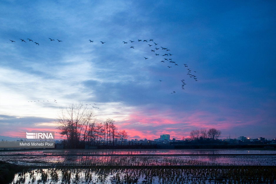 قوهای مهاجر در تالاب سرخ رود