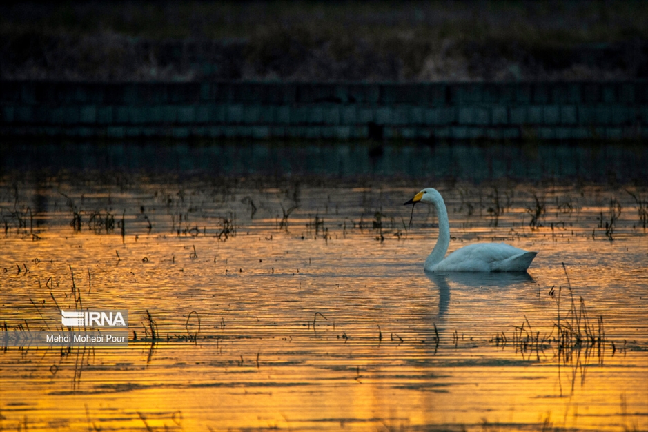 قوهای مهاجر در تالاب سرخ رود