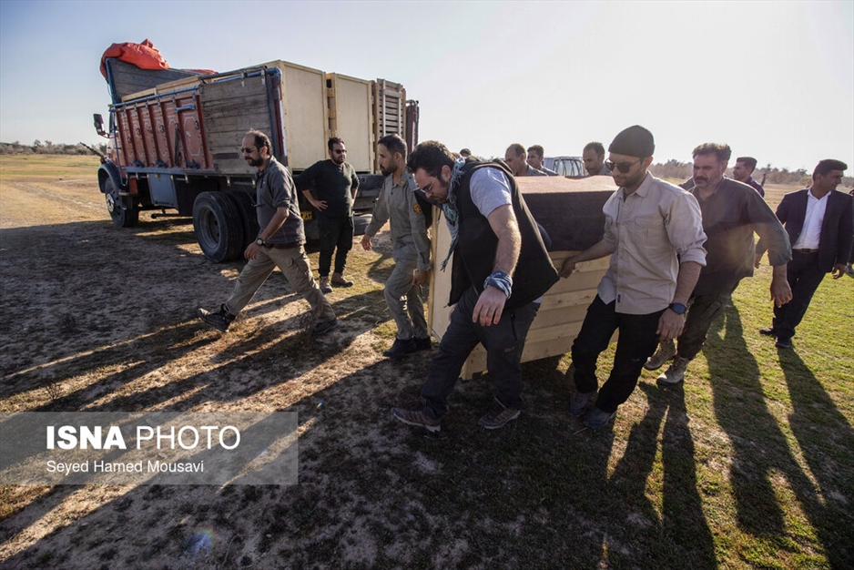 رهاسازی ۱۰ راس گوزن زرد ایرانی در پارک ملی دز