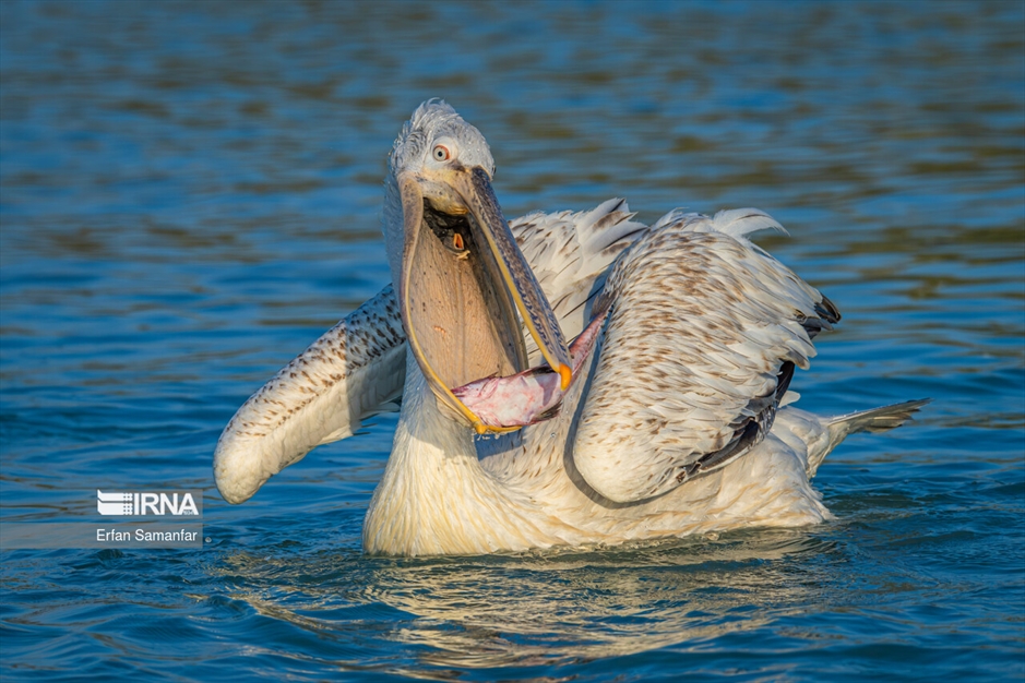 شکارچیان تالاب