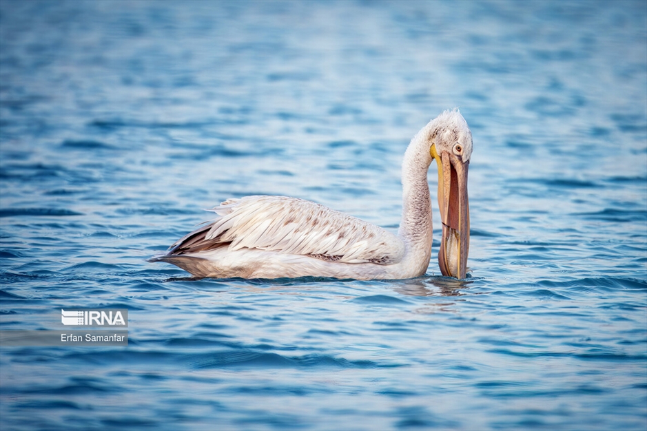 شکارچیان تالاب