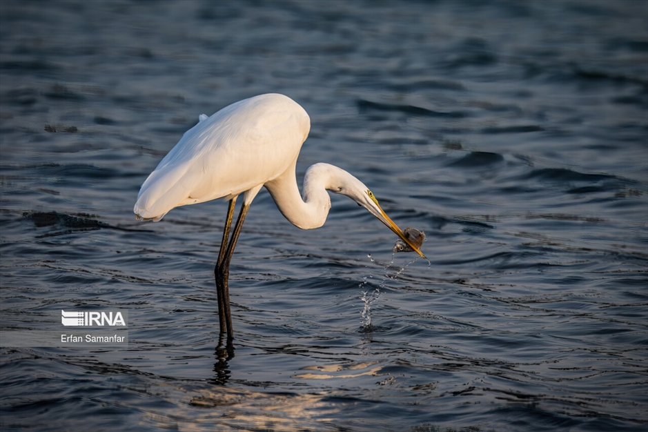 شکارچیان تالاب