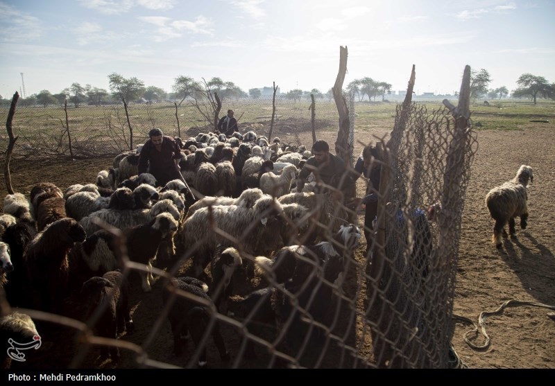 واکسیناسیون دام های عشایری -اهواز