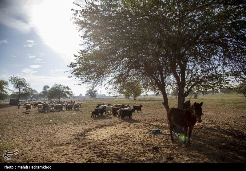 واکسیناسیون دام های عشایری -اهواز