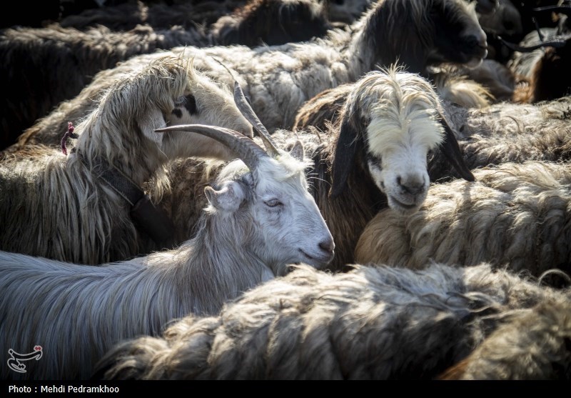 واکسیناسیون دام های عشایری -اهواز