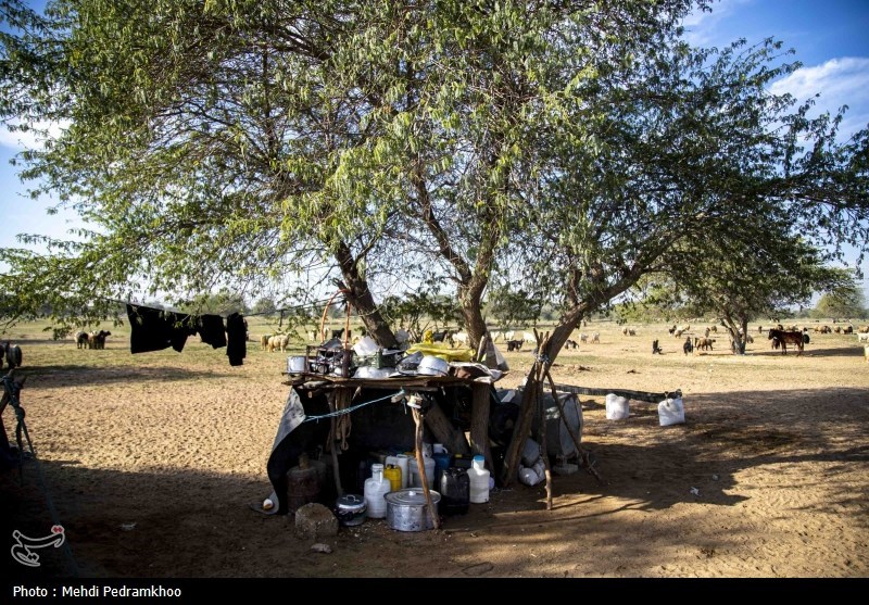 واکسیناسیون دام های عشایری -اهواز