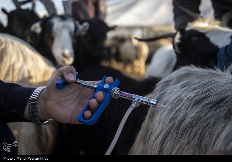 واکسیناسیون دام های عشایری -اهواز