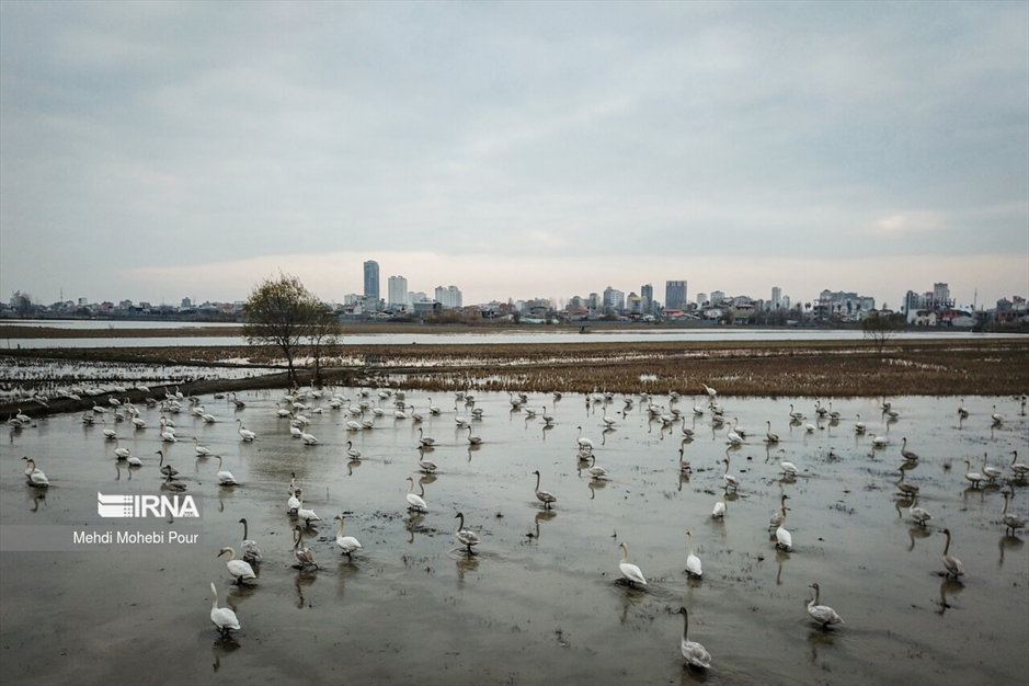 قوهای مهاجر در تالاب سرخ رود
