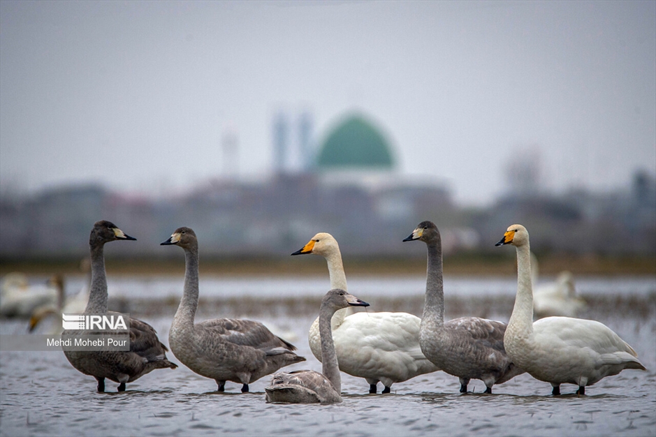 قوهای مهاجر در تالاب سرخ رود