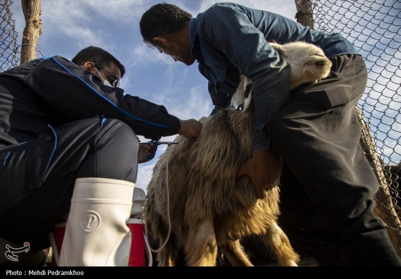 واکسیناسیون دام های عشایری -اهواز