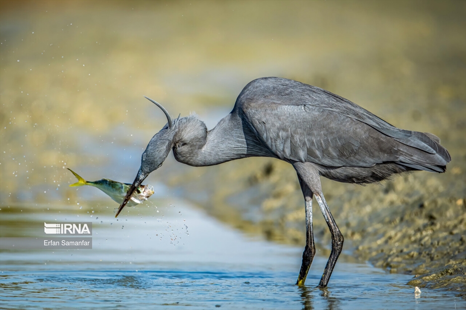 شکارچیان تالاب