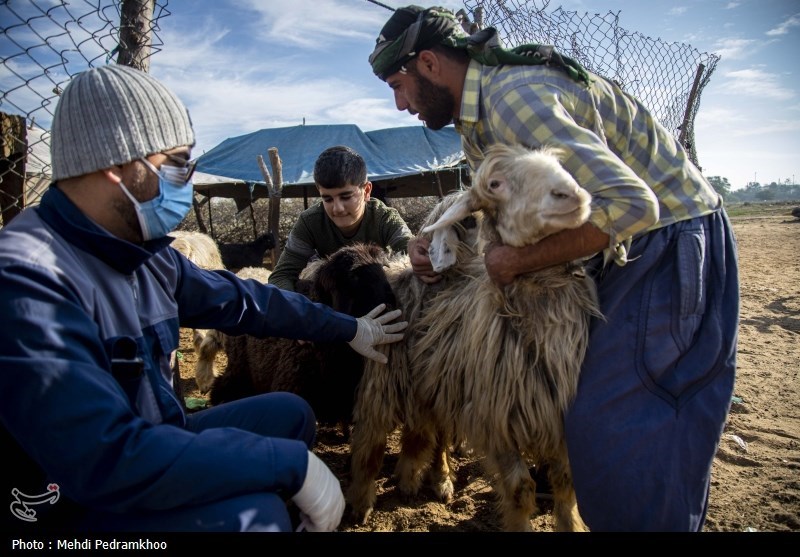 واکسیناسیون دام های عشایری -اهواز