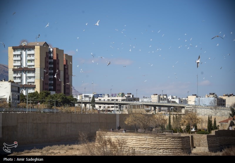 مرغان کاکایی در نهر اعظم شیراز