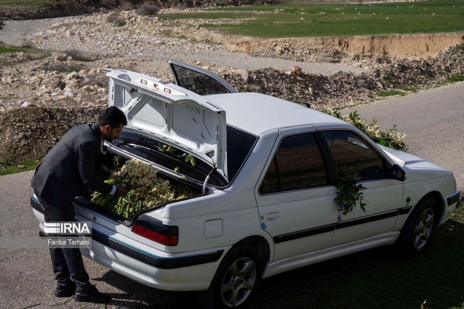 نذر گل نرگس