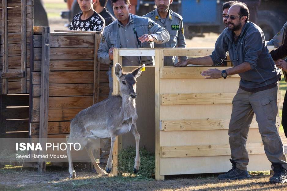 رهاسازی ۱۰ راس گوزن زرد ایرانی در پارک ملی دز