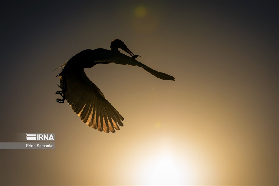 شکارچیان تالاب