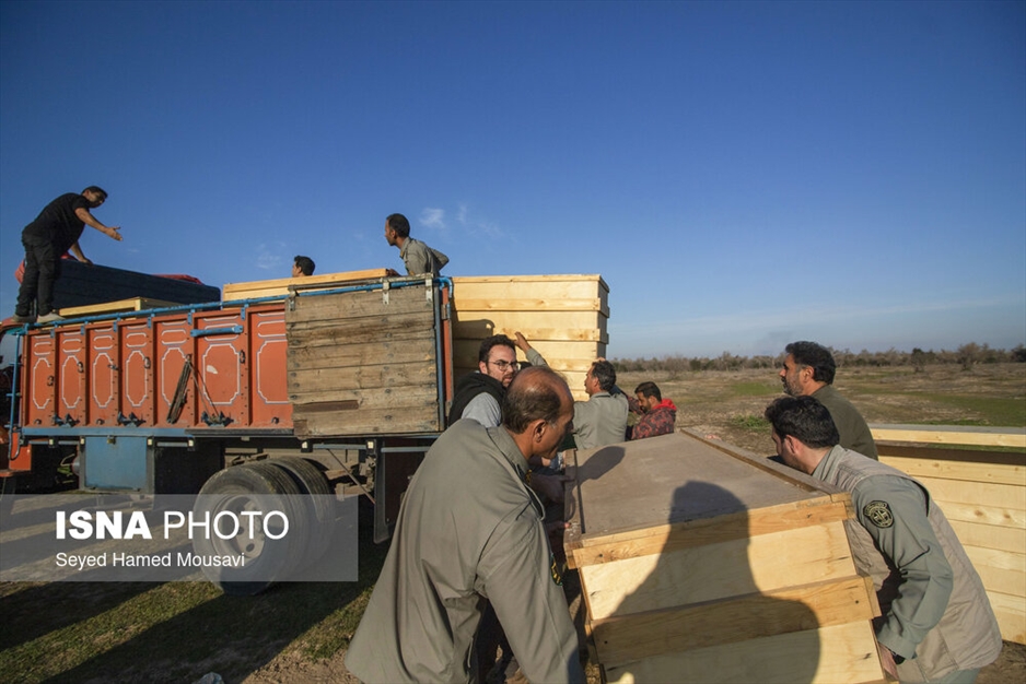 رهاسازی ۱۰ راس گوزن زرد ایرانی در پارک ملی دز