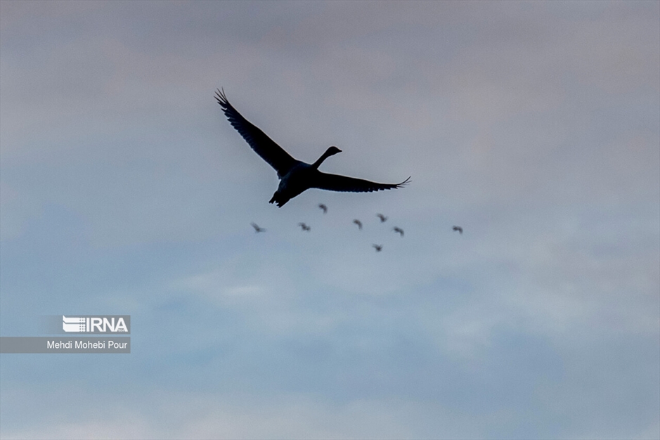 قوهای مهاجر در تالاب سرخ رود