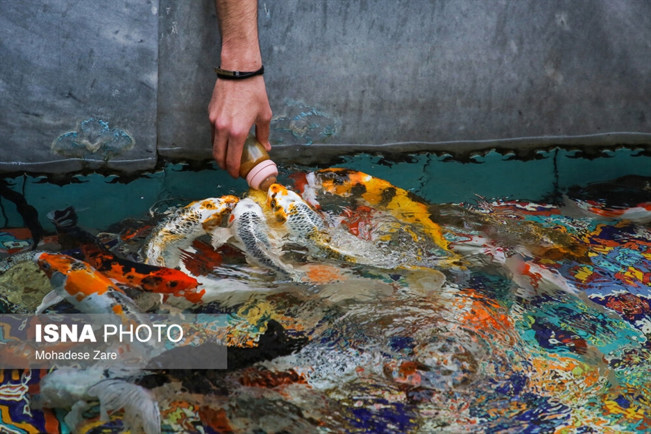 سیری در خانه‌های تاریخی مشهد