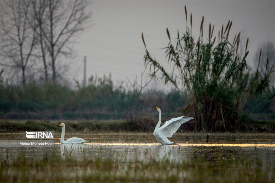 قوهای مهاجر در تالاب سرخ رود
