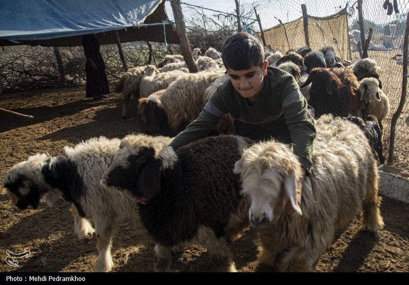 واکسیناسیون دام های عشایری -اهواز