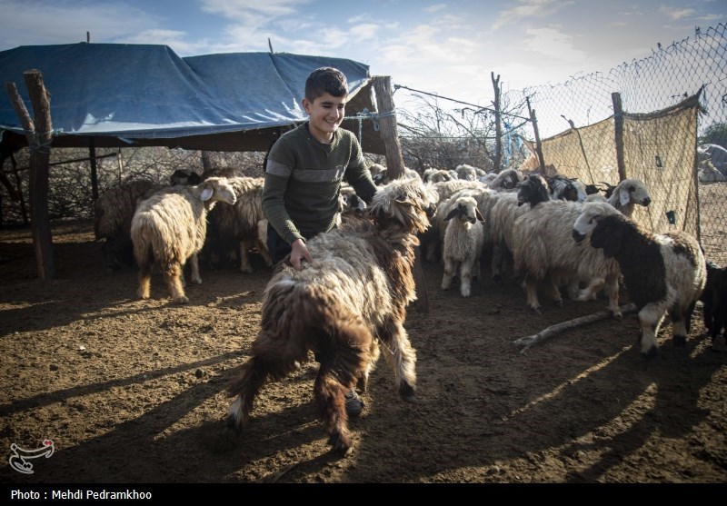 واکسیناسیون دام های عشایری -اهواز