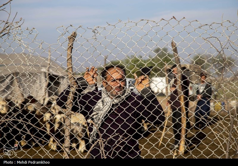 واکسیناسیون دام های عشایری -اهواز