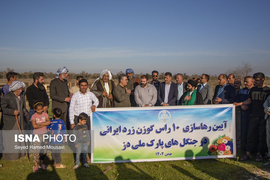 رهاسازی ۱۰ راس گوزن زرد ایرانی در پارک ملی دز