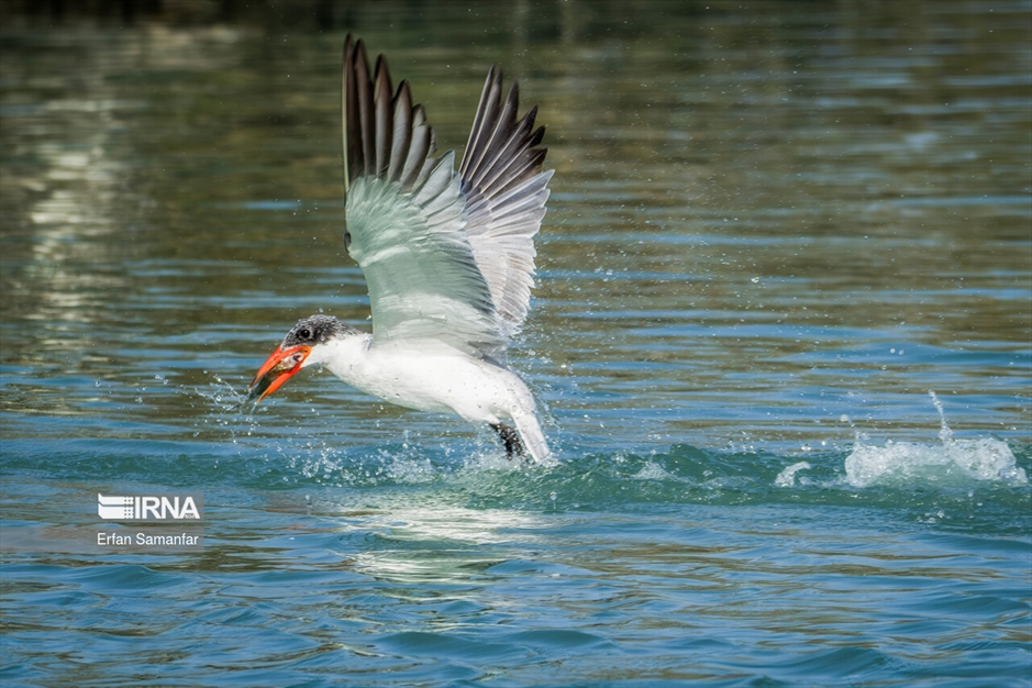 شکارچیان تالاب