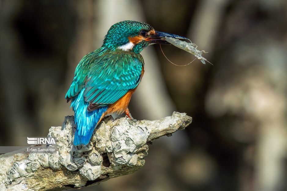 شکارچیان تالاب