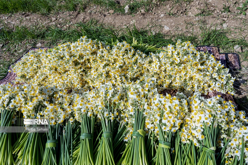 نذر گل نرگس