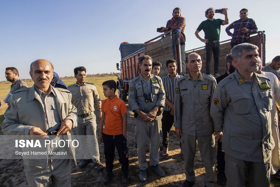 رهاسازی ۱۰ راس گوزن زرد ایرانی در پارک ملی دز