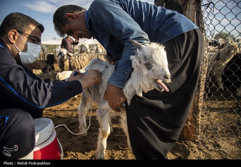 واکسیناسیون دام های عشایری -اهواز