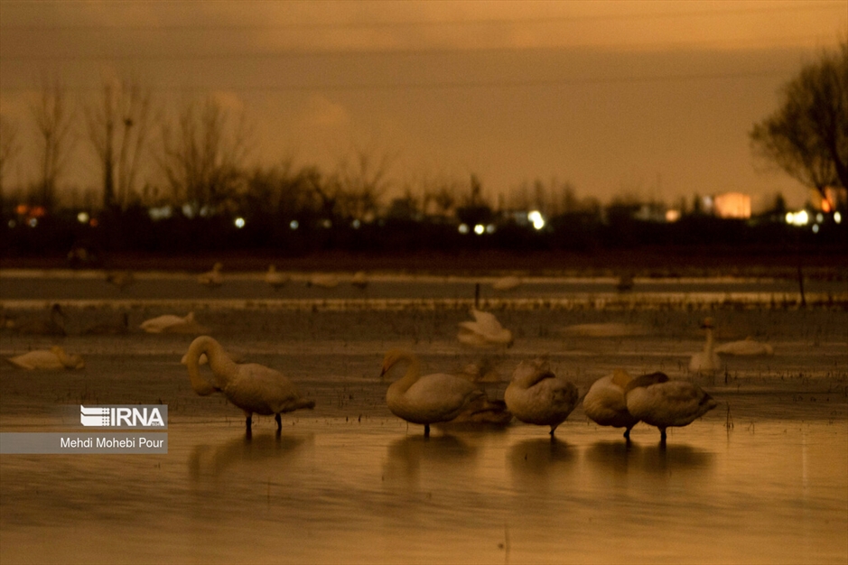 قوهای مهاجر در تالاب سرخ رود