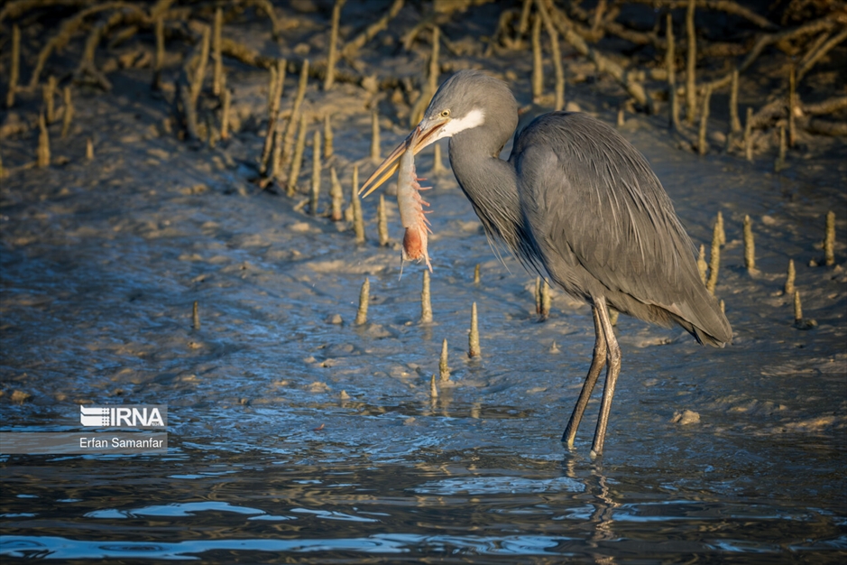 شکارچیان تالاب